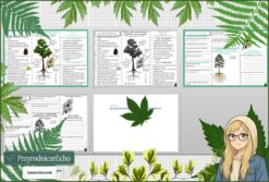 Mały zestaw na jedną lekcję: sketchnotka/notatka, karta pracy plus gratisowa prezentacja multimedialna „Nagonasienne” w pdf. Biologia. Klasa 5. Dział „Różnorodność roślin”.