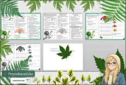 Mały zestaw na jedną lekcję: sketchnotka/notatka, karta pracy plus gratisowa prezentacja multimedialna „Okrytonasienne” w pdf. Biologia. Klasa 5. Dział „Różnorodność roślin”.