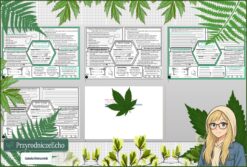 Mały zestaw na jedną lekcję: sketchnotka/notatka, karta pracy plus gratisowa prezentacja multimedialna „Płazińce - zwierzęta, które mają płaskie ciała” w pdf. Biologia. Klasa 5. Dział „Od parzydełkowców do pierścienic”.