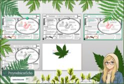 Mały zestaw na jedną lekcję: sketchnotka/notatka, karta pracy plus gratisowa prezentacja multimedialna „Pierścienice - zwierzęta, które mają segmentowane ciało” w pdf. Biologia. Klasa 5. Dział „Od parzydełkowców do pierścienic”.