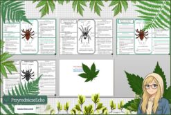 Mały zestaw na jedną lekcję: sketchnotka/notatka, karta pracy plus gratisowa prezentacja multimedialna „Pajęczaki – stawonogi, które mają cztery pary odnóży” w pdf. Biologia. Klasa 6. Dział „Stawonogi i mięczaki”.