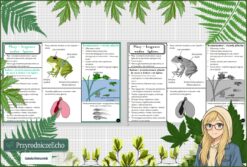 Sketchnotka/notatka „ Płazy - kręgowce środowiska wodno-lądowego” w pdf. Biologia. Klasa 6. Dział „Kręgowce zmiennocieplne”.