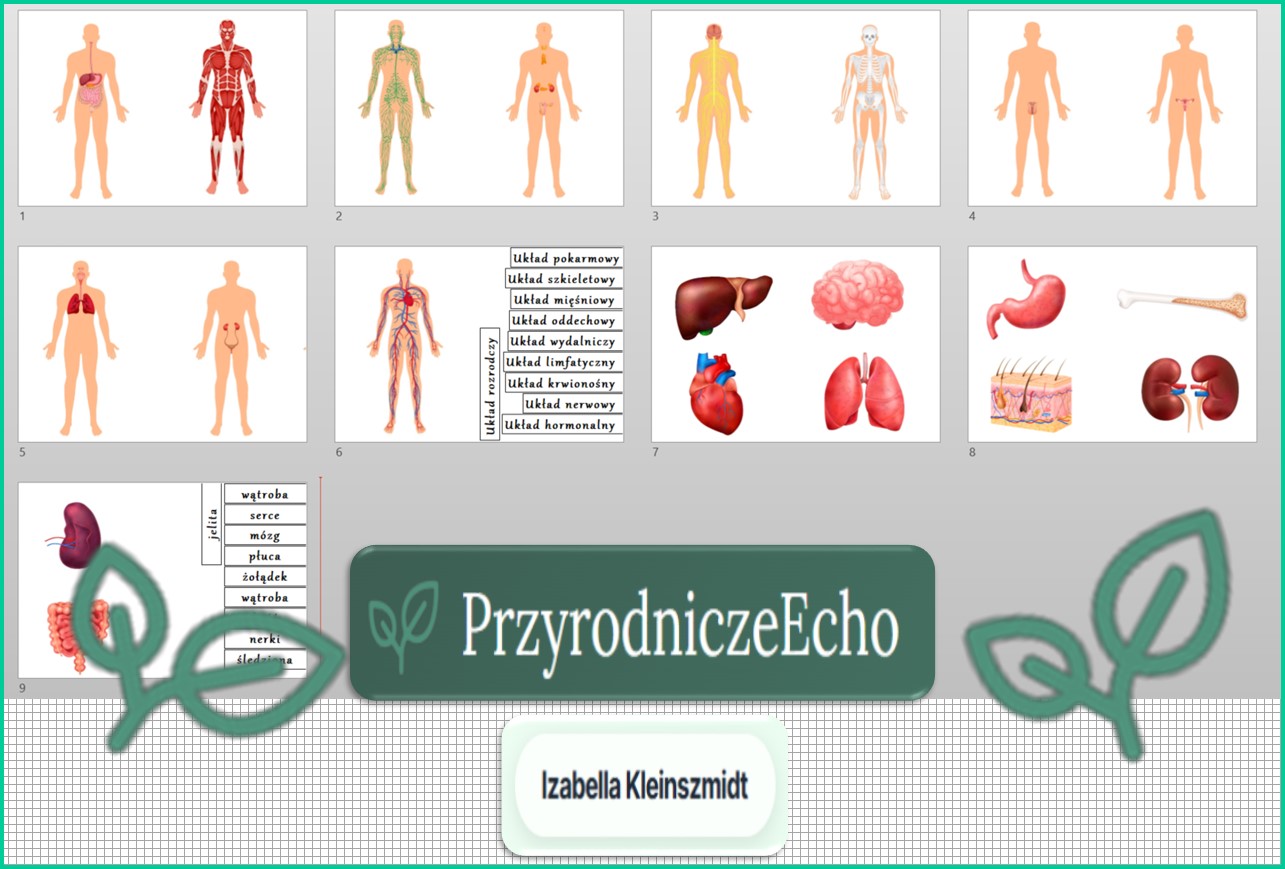 Uk adanki Organizm Cz owieka Jako Funkcjonalna Ca o W Pdf Biologia 