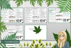 Mały zestaw na jedną lekcję: sketchnotka/notatka, karta pracy plus gratisowa prezentacja multimedialna „Ryby - kręgowce środowiska wodnego" w pdf. Biologia. Klasa 6. Dział „Kręgowce zmiennocieplne”.