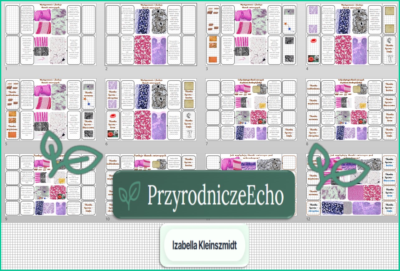 Notatki okienkowe „Tkanki zwierzęce” w pdf. Biologia. Klasa 7. Dział „Organizm człowieka. Skóra – powłoka organizmu”.