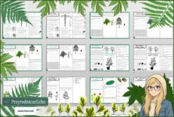 Zestaw kart pracy w pdf. Biologia. Klasa 5. Dział „Tkanki i organy roślinne ”.