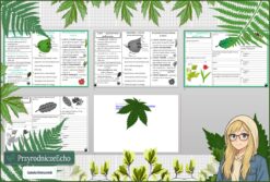 Mały zestaw na jedną lekcję: sketchnotka/notatka, karta pracy plus gratisowa prezentacja multimedialna „Liść - wytwórnia pokarmu” w pdf. Biologia. Klasa 5. Dział „Tkanki i organy roślinne ”.