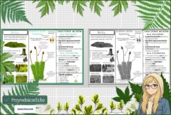 Sketchnotka/notatka „Mchy” w pdf. Biologia. Klasa 5. Dział „Różnorodność roślin”.