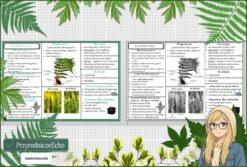 Sketchnotka/notatka „Paprotniki” w pdf. Biologia. Klasa 5. Dział „Różnorodność roślin”.