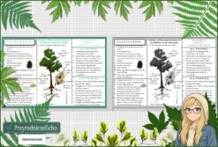 Sketchnotka/notatka „Nagonasienne” w pdf. Biologia. Klasa 5. Dział „Różnorodność roślin”.