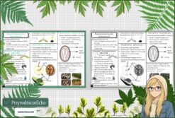 Sketchnotka/notatka „Rozprzestrzenianie się roślin okrytonasiennych” w pdf. Biologia. Klasa 5. Dział „Różnorodność roślin”.