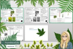 Mały zestaw na jedną lekcję: sketchnotka/notatka, karta pracy plus gratisowa prezentacja multimedialna „Paprotniki” w pdf. Biologia. Klasa 5. Dział „Różnorodność roślin”.
