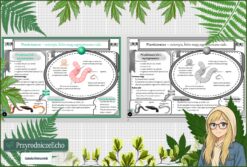 Sketchnotka/notatka „Pierścienice - zwierzęta, które mają segmentowane ciało” w pdf. Biologia. Klasa 6. Dział „Od parzydełkowców do pierścienic”.