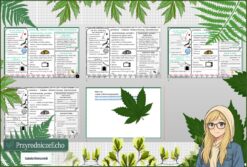 Mały zestaw na jedną lekcję: sketchnotka/notatka, karta pracy plus gratisowa prezentacja multimedialna „Japonia - symbol nowoczesnej gospodarki " w pdf. Geografia. Klasa 8. Dział „Azja”.