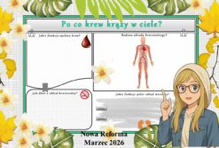 Karta pracy z przyrody do klasy 4 "Po co krew krąży w ciele?". Przygotowana na podstawie podręcznika „Odkrywam przyrodę” wydawnictwa Nowa Era. Dział "Jak działa moje ciało?".